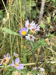 Erigeron bellidiastrum
