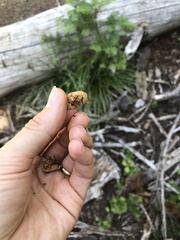 Hydnotrya variiformis