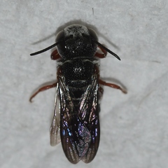 Coelioxys modestus