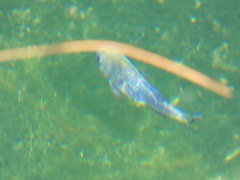 Cyprinodon nevadensis mionectes