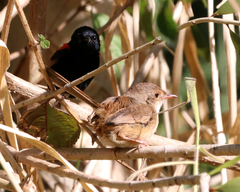 Malurus melanocephalus