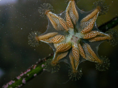 Haliclystus sanjuanensis