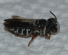 Coelioxys modestus