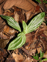 Sarcoglottis