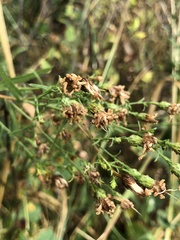 Erigeron bellidiastrum