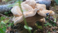 Sarcodon stereosarcinon