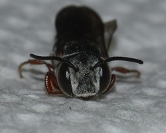 Coelioxys modestus