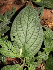 Piper garagaranum