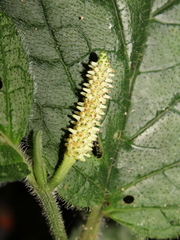 Piper garagaranum