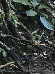 Rhipidura fuliginosa placabilis