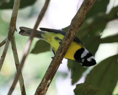 Falcunculus frontatus