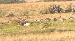 Anser caerulescens caerulescens