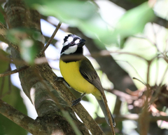 Falcunculus frontatus