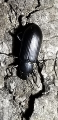 Alobates pensylvanicus