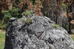Arctostaphylos viscida mariposa