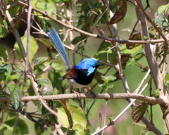 Malurus lamberti
