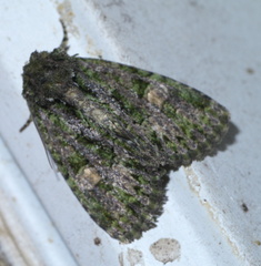 Phosphila miselioides