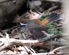 Rhipidura rufifrons