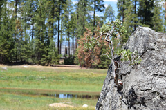 Arctostaphylos viscida mariposa