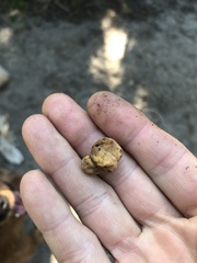 Hydnotrya variiformis