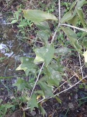 Hyperbaena winzerlingii