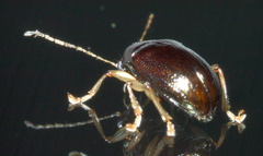 Rhabdopterus