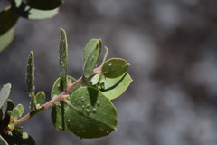Arctostaphylos viscida mariposa