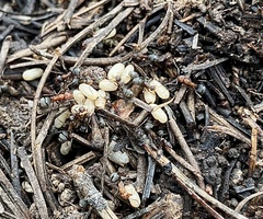 Formica integra