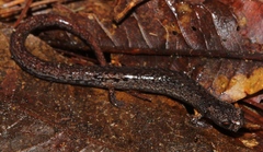 Nototriton brodiei