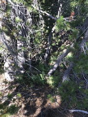 Hydnotrya variiformis