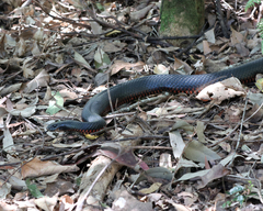 Pseudechis porphyriacus
