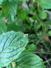Coccinellinae