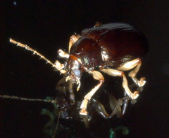 Rhabdopterus