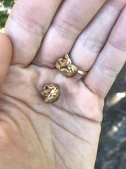 Hydnotrya variiformis