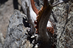 Arctostaphylos viscida mariposa