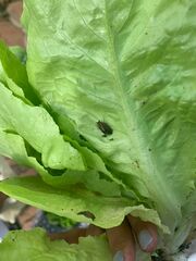 Aphis gossypii