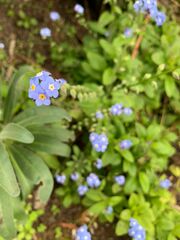 Myosotis
