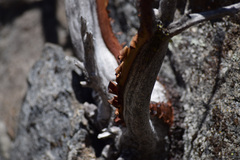 Arctostaphylos viscida mariposa