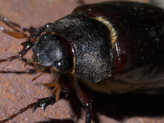 Phyllophaga