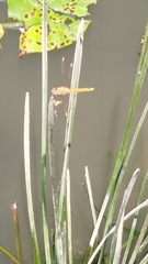 Brachythemis contaminata