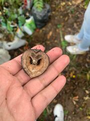 Juglans