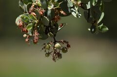 Arctostaphylos viscida mariposa