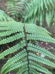 Dryopteris