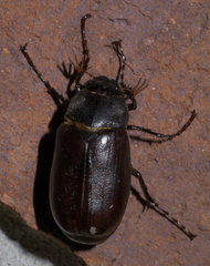 Phyllophaga