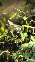 Brachythemis contaminata