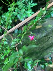 Fuchsia microphylla