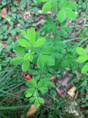 Chamaecytisus hirsutus