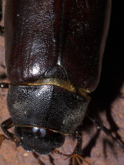 Phyllophaga