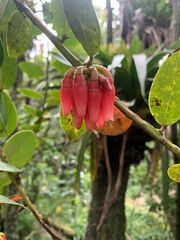 Macleania
