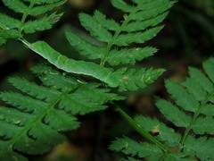 Euplexia
